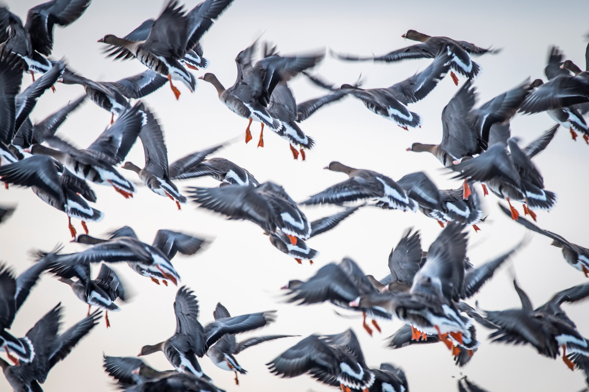 Het spanningsveld tussen gans en boer