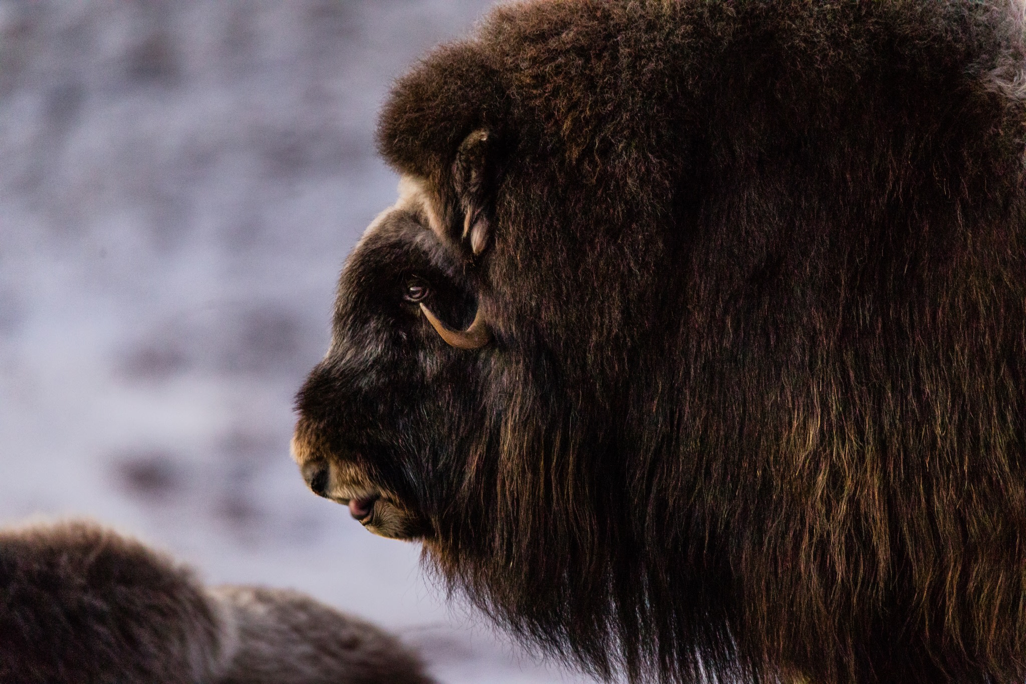 Dit is wat je moet weten over fotograferen in het hoge noorden