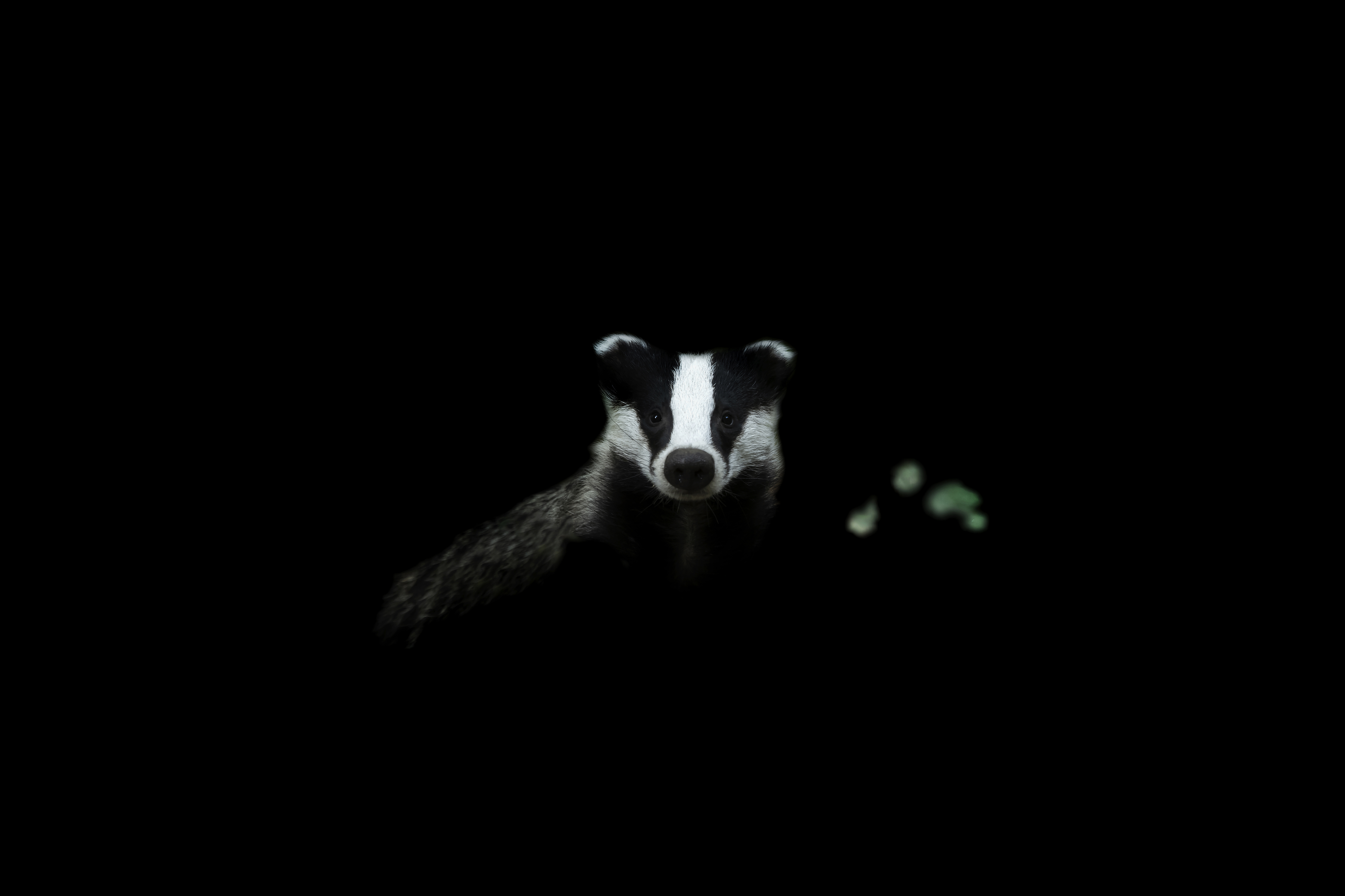 Into the Light: Natuurfotograaf Martijn Nugteren zet de natuur in de schijnwerpers