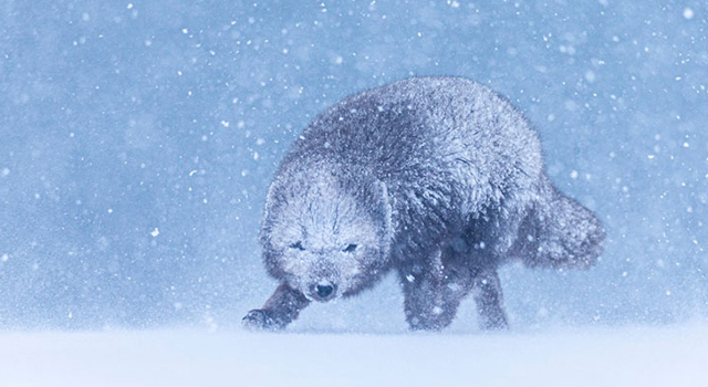 The blue morph Artic fox captured with the SIGMA 14-24mm F2.8 DG HSM | Art and the SIGMA 150-600mm F5-6.3 DG OS HSM | Sports lenses
